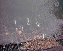 Inquinamento 24-02-05 019.jpg